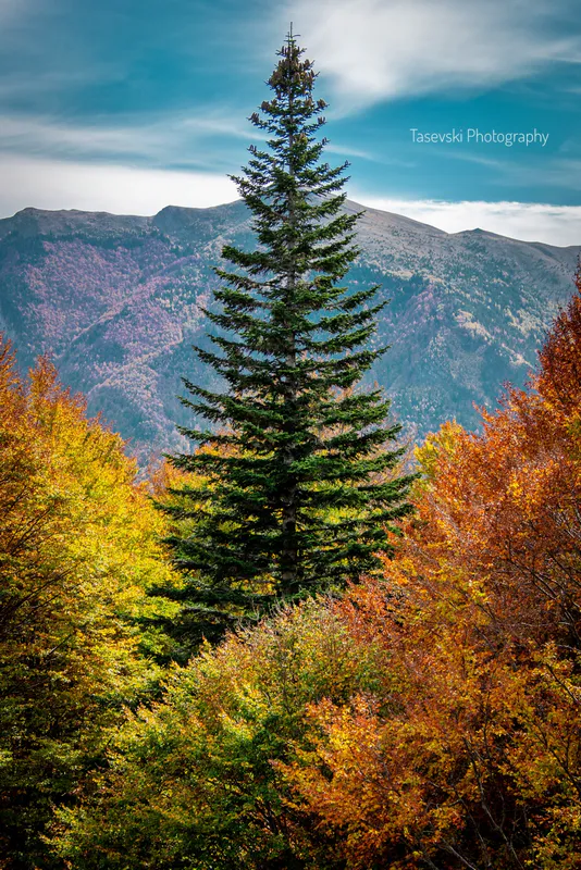 Kozuf: Where the Balkans Meet the Mediterranean - photo 2