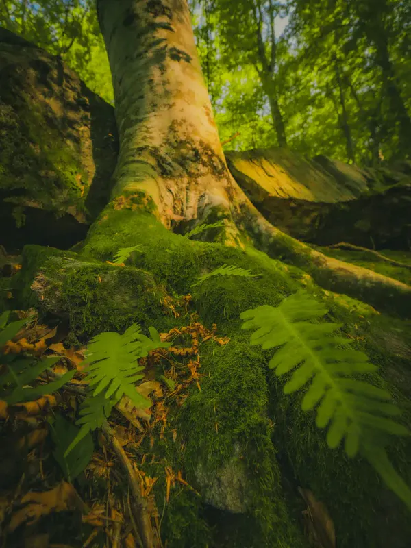 Смрдлива Вода thumbnail 12