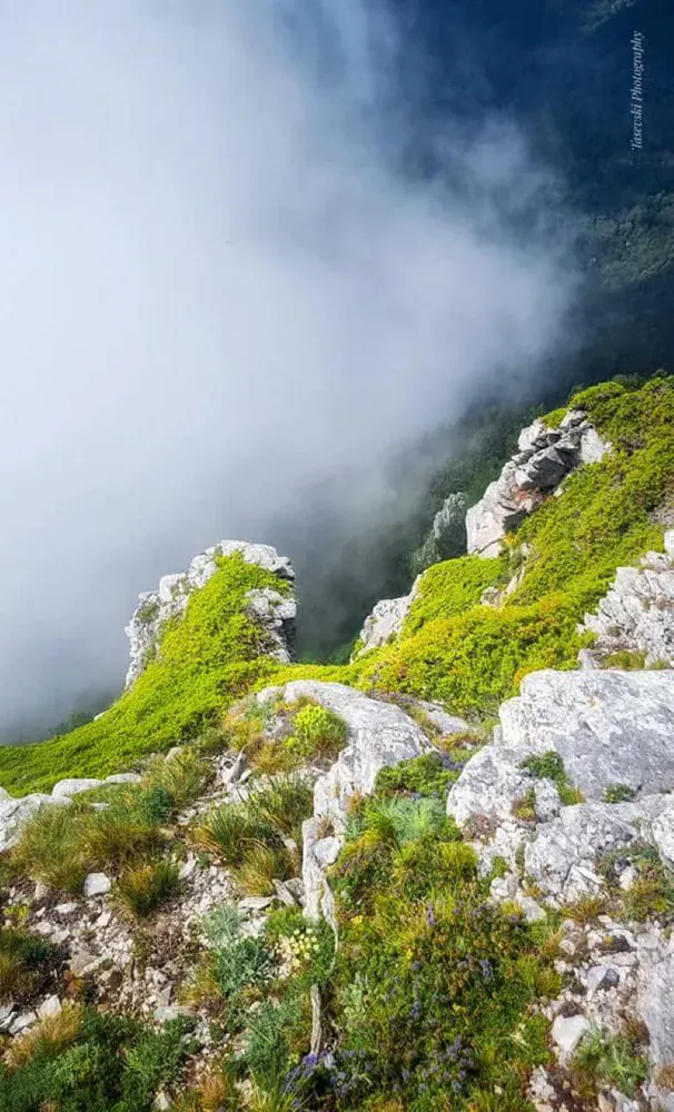 Goce Tasevski - photo 10