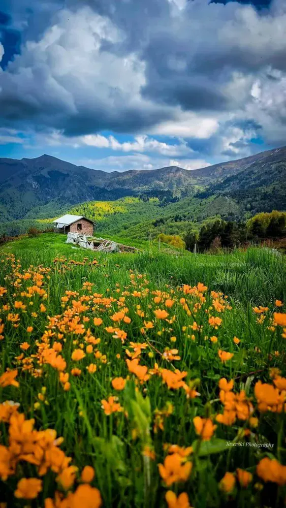 Goce Tasevski - photo 8