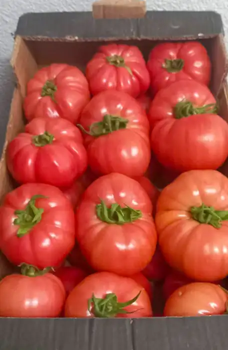 Пиљара Еленче thumbnail 2