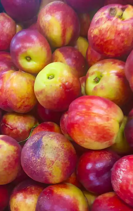 Пиљара Еленче thumbnail 3