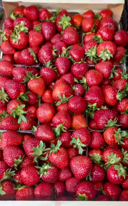 Пиљара Еленче thumbnail 4