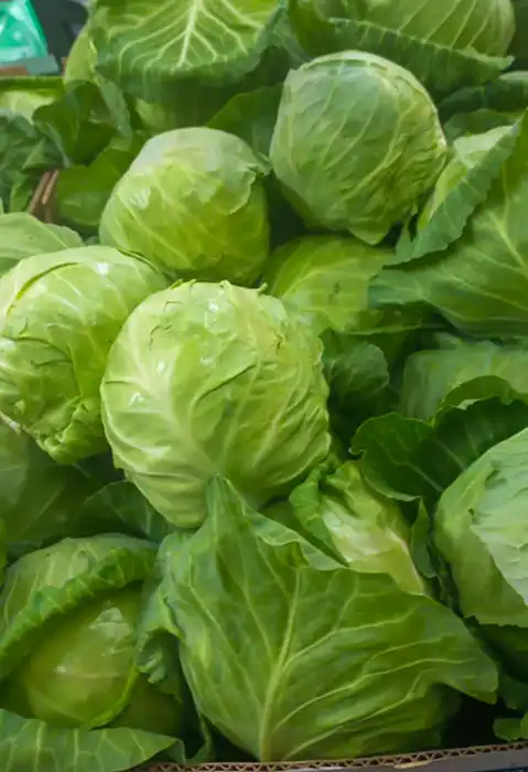 Пиљара Еленче thumbnail 6