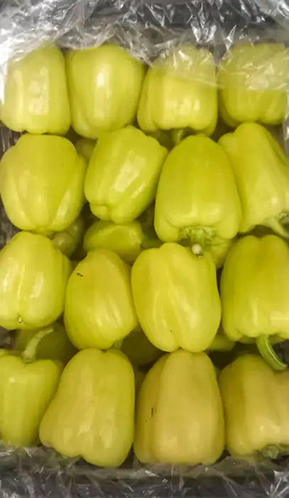 Пиљара Еленче thumbnail 9